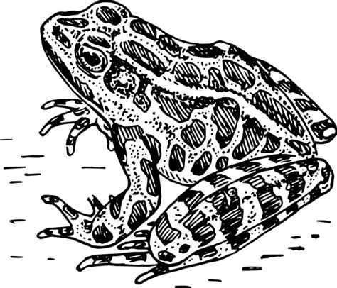 Frog Black And White Frog Clipart Black And White 7 Wikiclipart