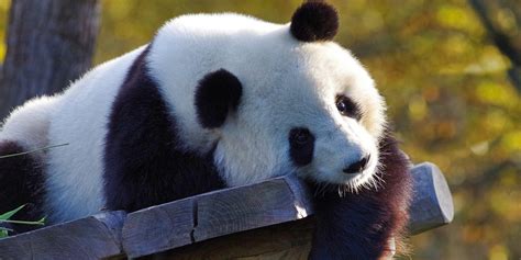Giant Panda Cub Is Born At The Washington Dcs National Zoo