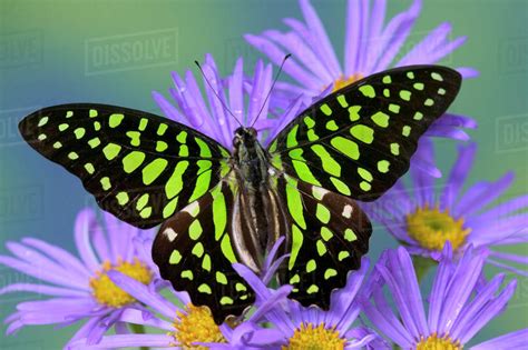 19 before and after photos of butterfly and moth transformations. Sammamish Washington Photograph of Butterfly on Flowers ...