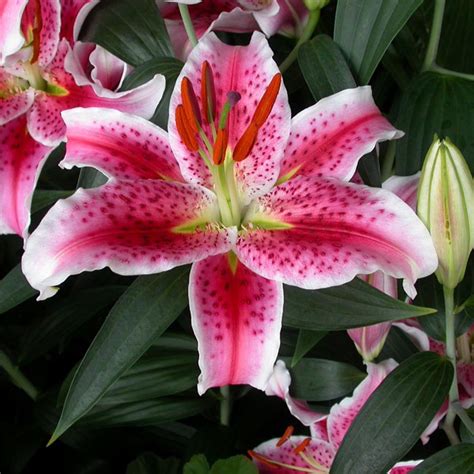 Check spelling or type a new query. Lily Bulbs | Buy Lilium Stargazer Bulbs Online in Ireland