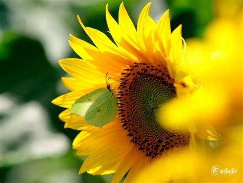Ciri utama bunga matarahari adalah ukurannya yang besar dan. IT'S ABSOLUTELY SOMETHING..: Filosofi Bunga Matahari
