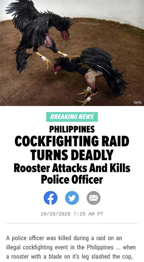 Getty Breaking News Philippines Cockfighting Raid Turns Deadly Rooster Attacks And Kills Police