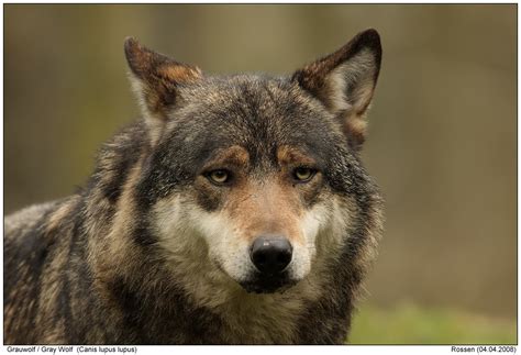 Grey Wolf Photos Digital Nature Photography Photo Grey Wolf Images