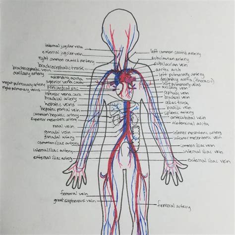 Anatomy Of Blood Vessels Veins