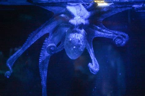 Ursula The Brainy Octopus Who Was A Sucker For Solving Puzzles Dies Of