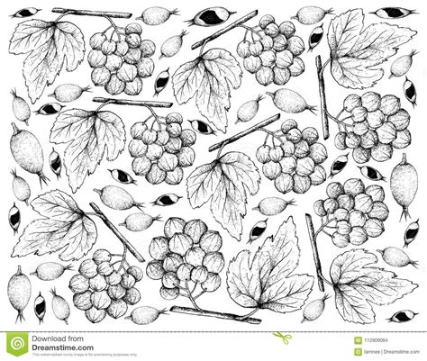 Enjoy and share your favorite beautiful hd wallpapers and background images. Hand Drawn Of Ampelocissus Latifolia And Blackberry Jam ...