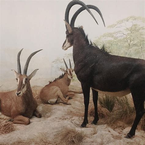 Sable Antelope Hippotrague Noir 19th Century Travel To East Africa