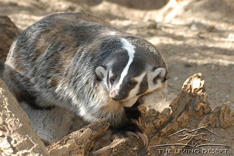 American Badger Facts History Useful Information And