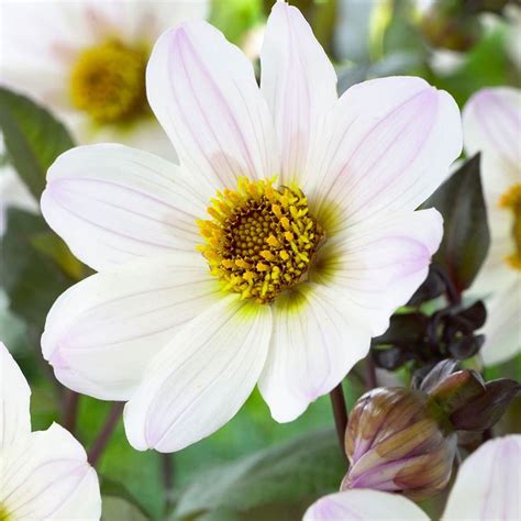 Find all hosta plants for fall shipping here. Dahlia Tubers For Sale #CambridgeFarmersOutlet | Dahlia ...