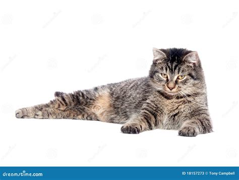 Tabby Cat Laying Down Stock Photos Image 18157273