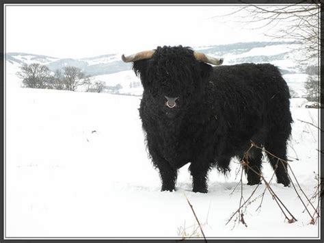 A Young Highland Bull In The Snow Scotland Highland Cattle