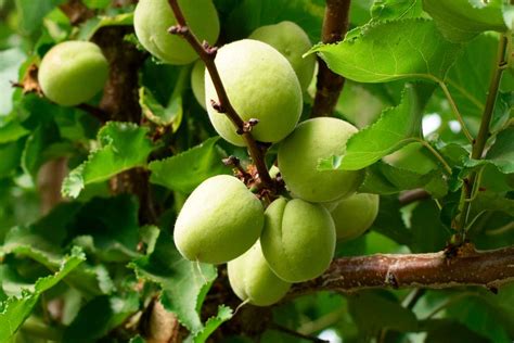 Apricot Tree Prunus Armeniaca Care And Growing Guide