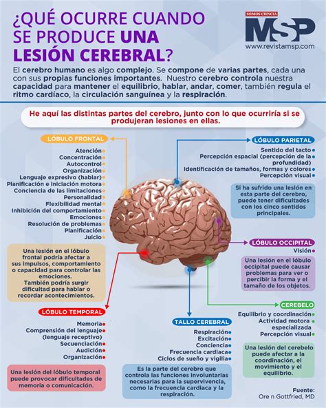 ¿qué Ocurre Cuando Se Produce Una Lesión Cerebral Infografía
