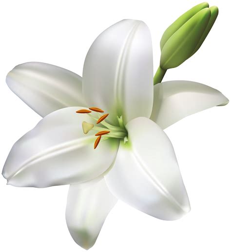 Life clipart white flower, Life white flower Transparent FREE for png image