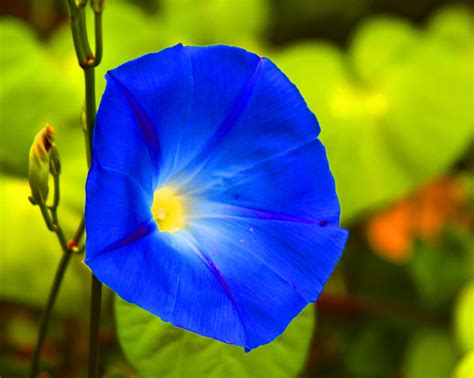 Morning Glory Free Stock Photo Public Domain Pictures