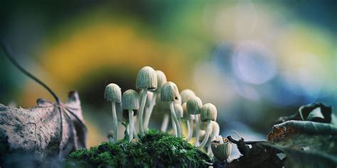 Magic Mushroom Hunting A Field Guide Zamnesia