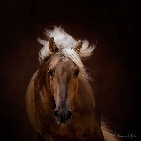 Palomino Lusitano Horse Limited Edition Print Equine Art Photos By