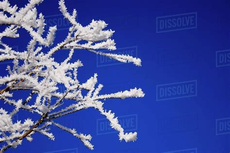 Ice Crystals On Tree Branches Stock Photo Dissolve
