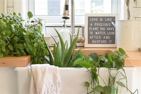 5 House Plants That Are Low Maintenance My Tips On Keeping Them Alive