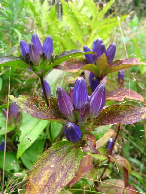 Meadow Bottle Gentian Floral Finds