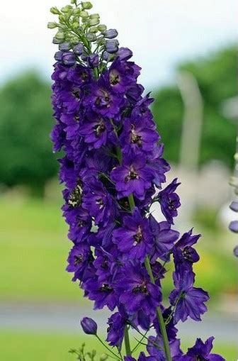 Purple flowers, arrangements and bouquets. Dark purple Delphinium flower photo.jpg