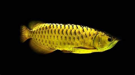 Fishing on a national fish hatchery. Malaysian Golden Arowana is classified as the most ...
