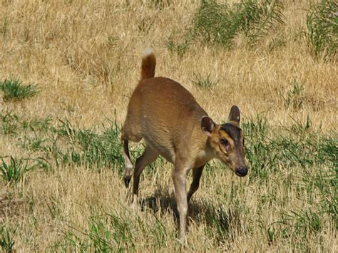 They soon escaped captivity, started to breed in the. Muntjac Deer and other exotic animals for sale.