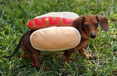dog costume dogs hot dressed haloween dachshund weiner sausage irish hunters wieners wiener cute hotdog fails rex fanpop weenie fugitr