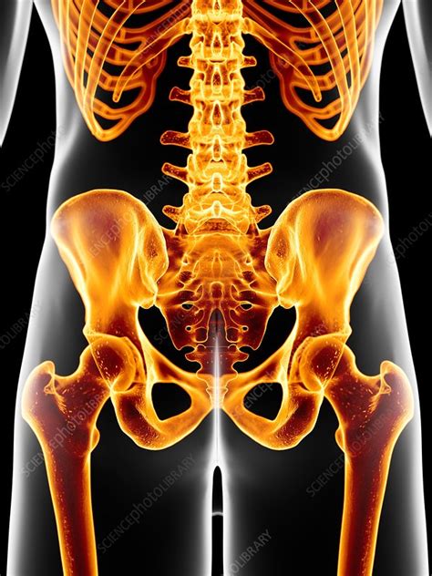 Human Hip Bone Artwork Stock Image F0094067 Science Photo Library