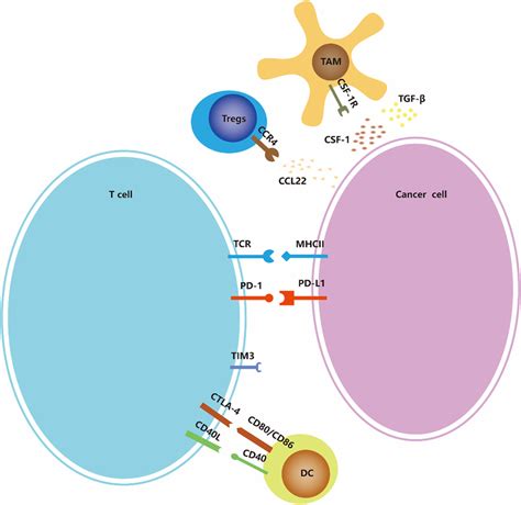 Immune Checkpoints And Co Stimulatory Signaling Many Of The Ligands