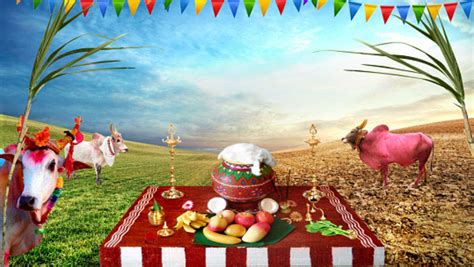 Pongal 2019 Makes This Multi Day Harvest Festival Special Times Of