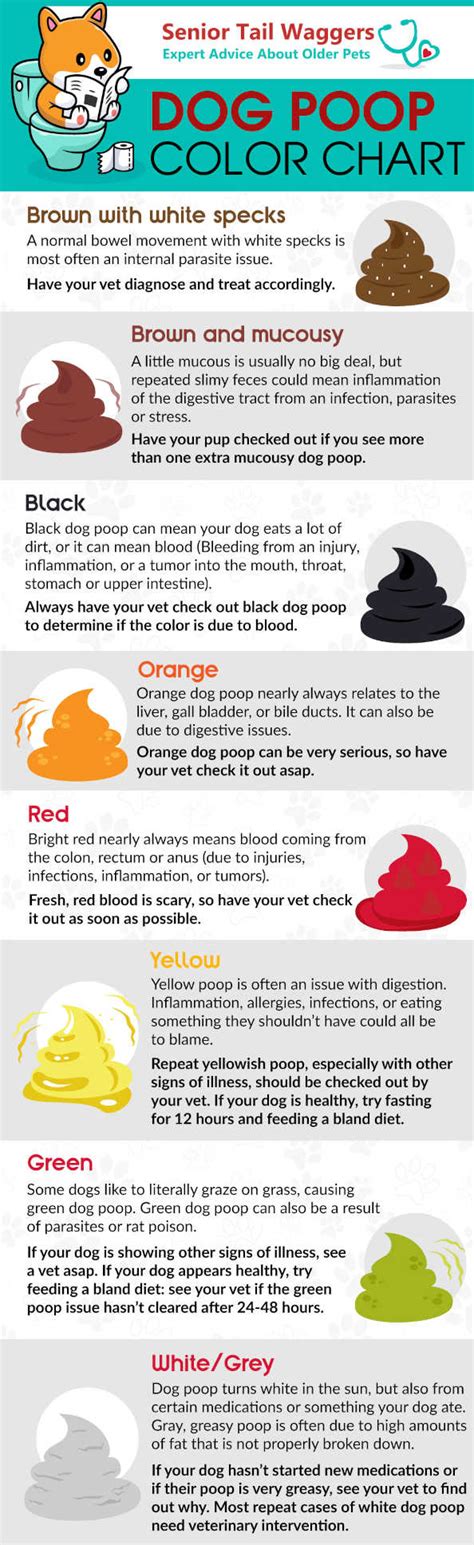Orange Colored Poop Dog Poop Color Chart A Vet Explains The Meaning