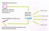 Photos of Where Can Stem Cells Be Found