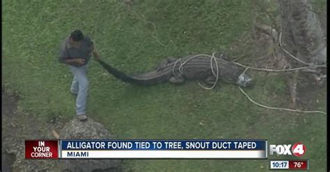 Alligator Found Tied To Tree