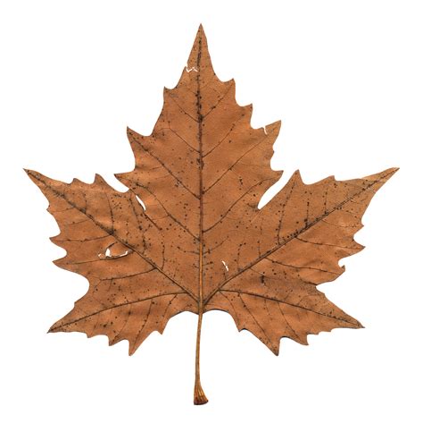 Related Image Leaf Png Stiker Aesthetic Leaf Aesthetic