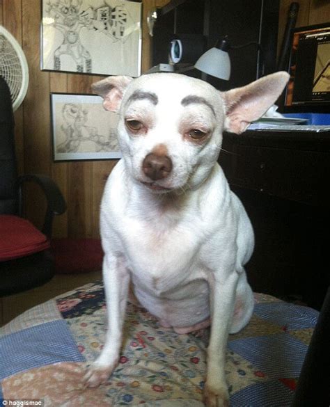 20 Hilarious Photos Of Dogs With Eyebrows That Will Make You Howl With