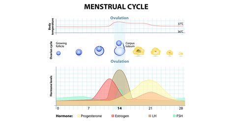 5 Stages Of Vaginal Discharge During A Menstrual Cycle Curejoy