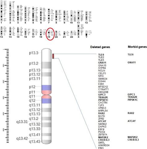 Overview Of The 19p133 Region And Its Gene Content Showing Present