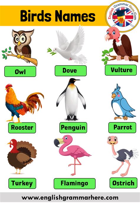 Birds Name With Pictures And Details Definition And Example Sentences