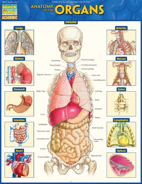 Body Anatomy Chart Organs
