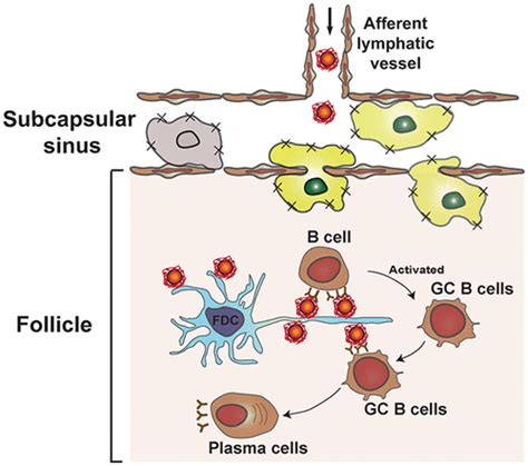 Suppressing Subcapsular Sinus Macrophages Enhances Transport Of