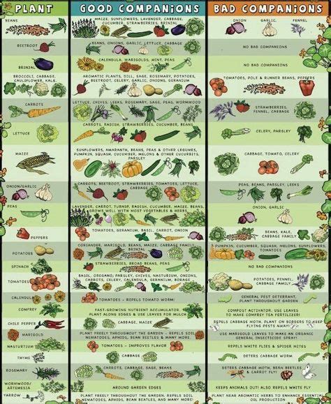 An Illustrated Poster Showing Different Types Of Vegetables