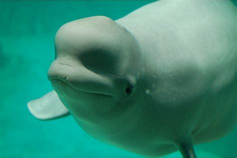 Listen How It Sounds When A Beluga Whale Shocks Scientists Mimics