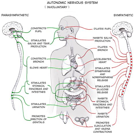 Autonomic Nervous System Flow Chart Jere Robina