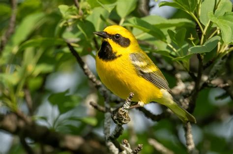 Delaware Otsego Audubon Society Protecting Our Environment