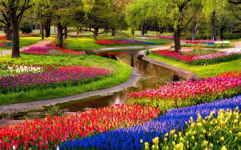 Garden Flowers Tulips Field Park Colorful Spring Beautiful Trees River Wallpaper