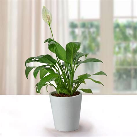 Potted Peace Lily Plant