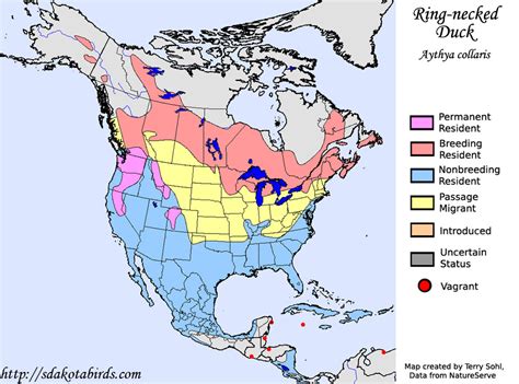 Ring Necked Duck Species Range Map