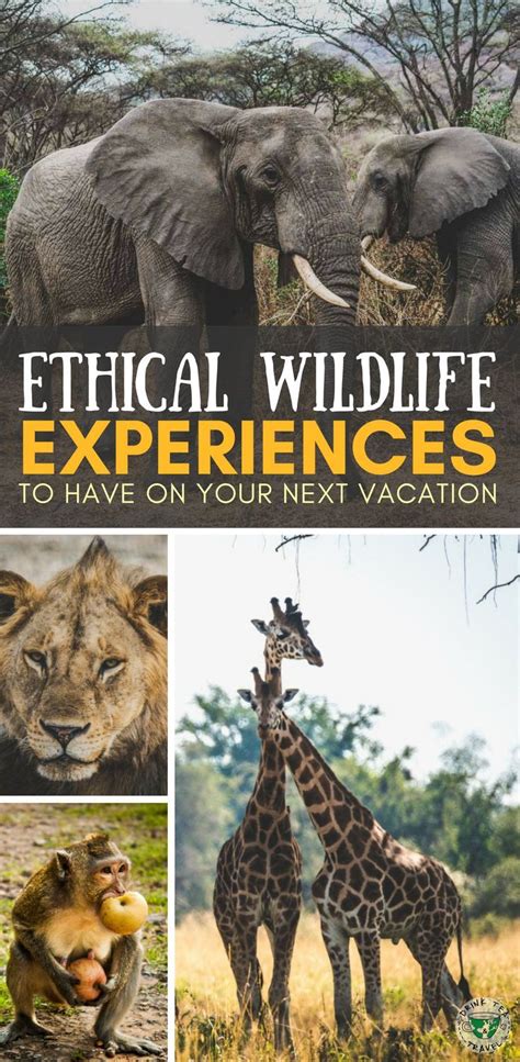 How To Recognize Ethical Wildlife Experience In South East Asia Drink
