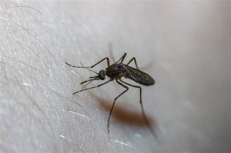 Un Nuevo Mosquito Invasor Aedes Japonicus Observatorio De Salud Y